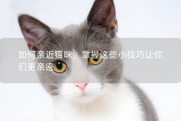 如何亲近猫咪，掌握这些小技巧让你们更亲密