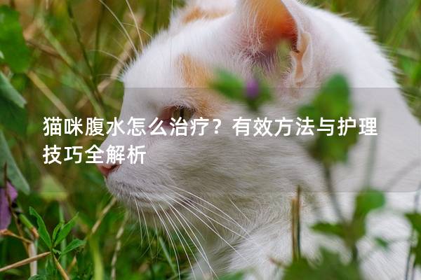 猫咪腹水怎么治疗？有效方法与护理技巧全解析