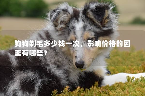 狗狗剃毛多少钱一次，影响价格的因素有哪些？