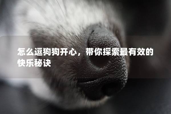 怎么逗狗狗开心，带你探索最有效的快乐秘诀