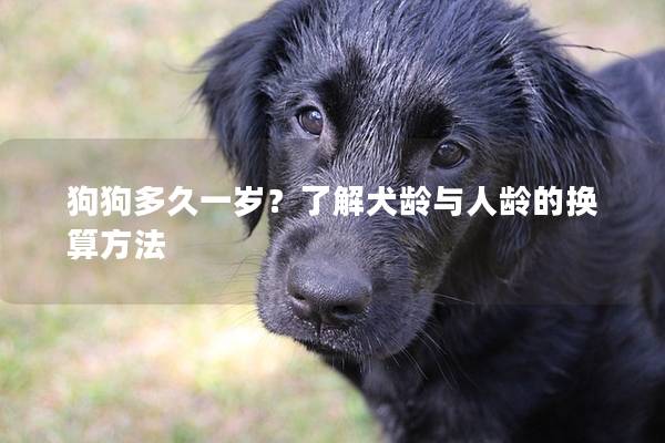 狗狗多久一岁？了解犬龄与人龄的换算方法