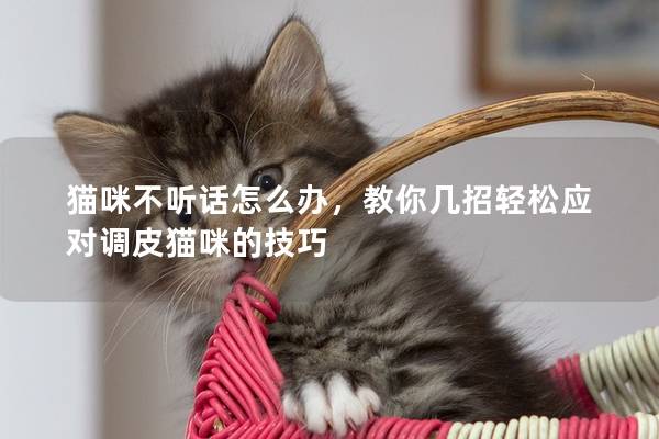 猫咪不听话怎么办，教你几招轻松应对调皮猫咪的技巧