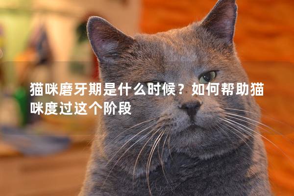 猫咪磨牙期是什么时候？如何帮助猫咪度过这个阶段