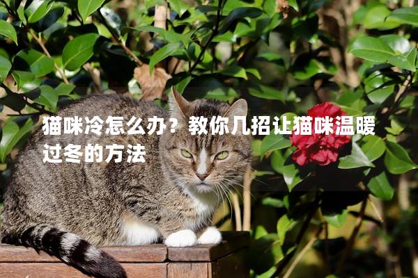 猫咪冷怎么办？教你几招让猫咪温暖过冬的方法