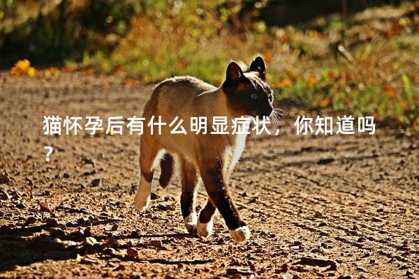 猫怀孕后有什么明显症状，你知道吗？