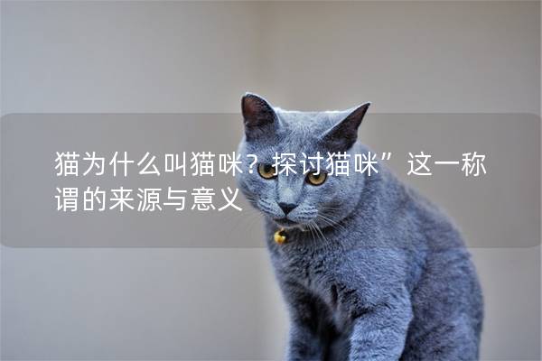 猫为什么叫猫咪？探讨猫咪”这一称谓的来源与意义