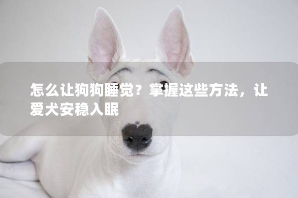 怎么让狗狗睡觉？掌握这些方法，让爱犬安稳入眠