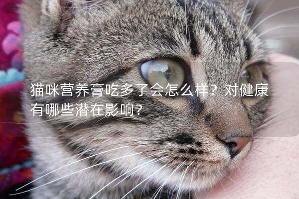 猫咪营养膏吃多了会怎么样？对健康有哪些潜在影响？