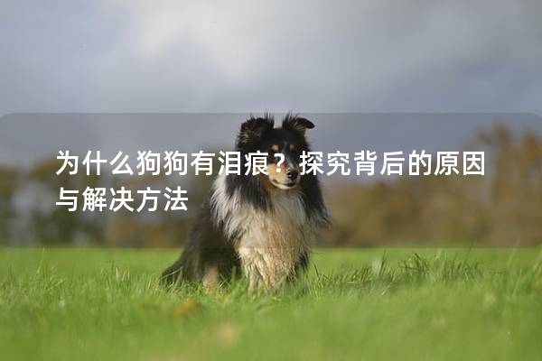 为什么狗狗有泪痕？探究背后的原因与解决方法