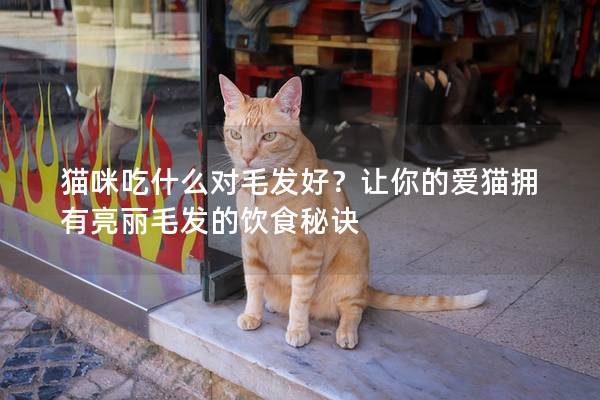 猫咪吃什么对毛发好？让你的爱猫拥有亮丽毛发的饮食秘诀