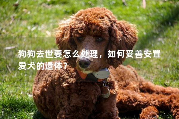 狗狗去世要怎么处理，如何妥善安置爱犬的遗体？