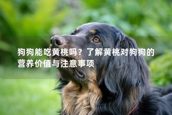 狗狗能吃黄桃吗？了解黄桃对狗狗的营养价值与注意事项