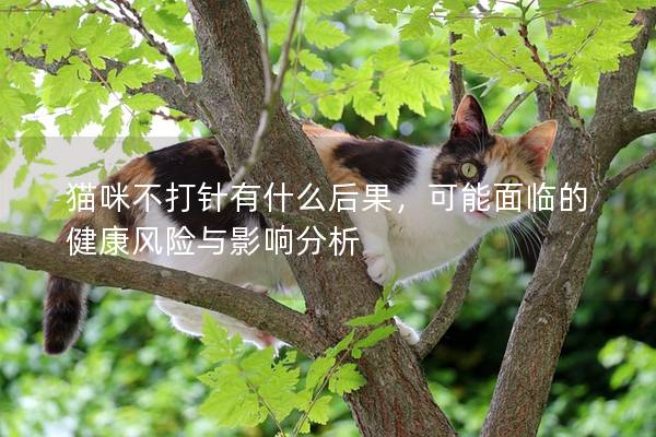 猫咪不打针有什么后果，可能面临的健康风险与影响分析