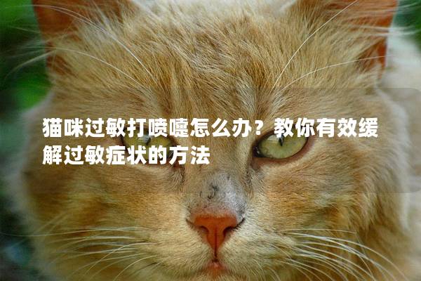 猫咪过敏打喷嚏怎么办？教你有效缓解过敏症状的方法