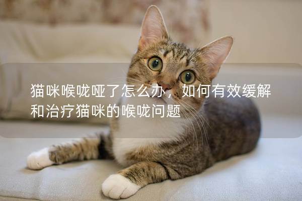 猫咪喉咙哑了怎么办，如何有效缓解和治疗猫咪的喉咙问题