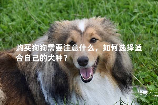 购买狗狗需要注意什么，如何选择适合自己的犬种？