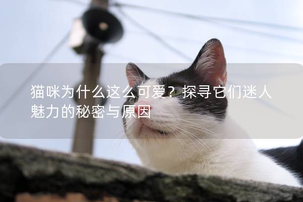 猫咪为什么这么可爱？探寻它们迷人魅力的秘密与原因