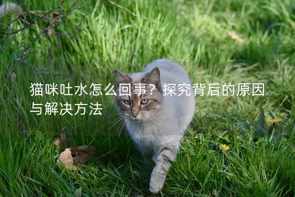 猫咪吐水怎么回事？探究背后的原因与解决方法