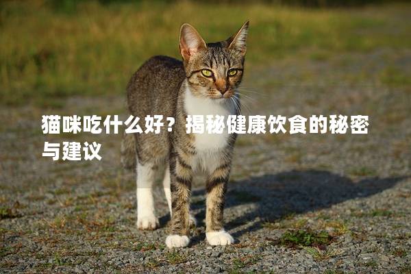 猫咪吃什么好？揭秘健康饮食的秘密与建议