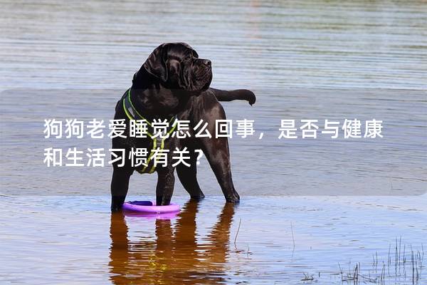 狗狗老爱睡觉怎么回事，是否与健康和生活习惯有关？