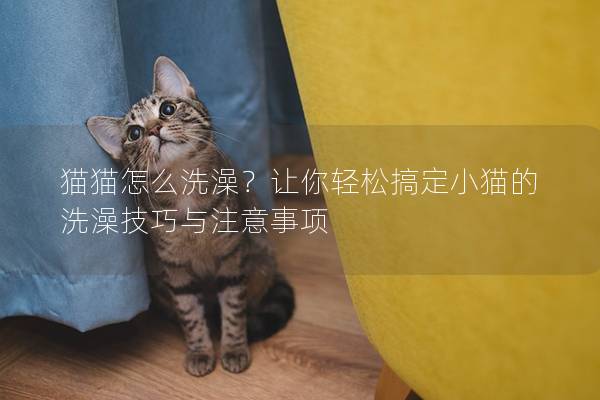 猫猫怎么洗澡？让你轻松搞定小猫的洗澡技巧与注意事项