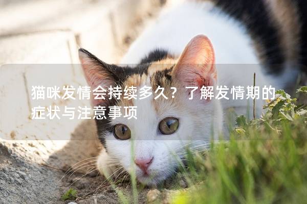 猫咪发情会持续多久？了解发情期的症状与注意事项