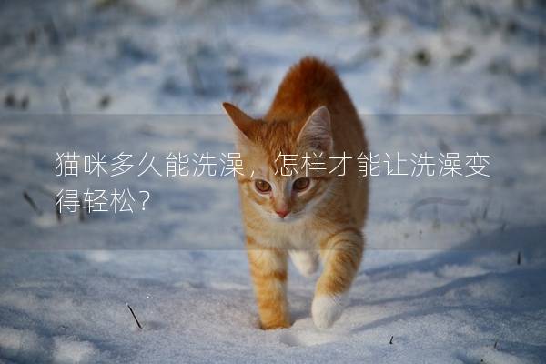 猫咪多久能洗澡，怎样才能让洗澡变得轻松？