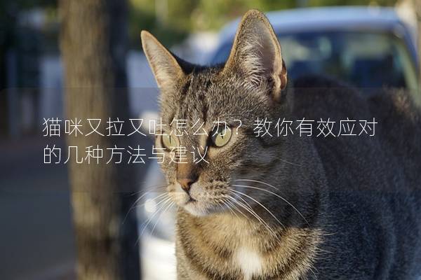 猫咪又拉又吐怎么办？教你有效应对的几种方法与建议