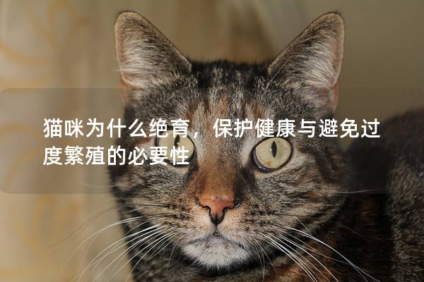 猫咪为什么绝育，保护健康与避免过度繁殖的必要性