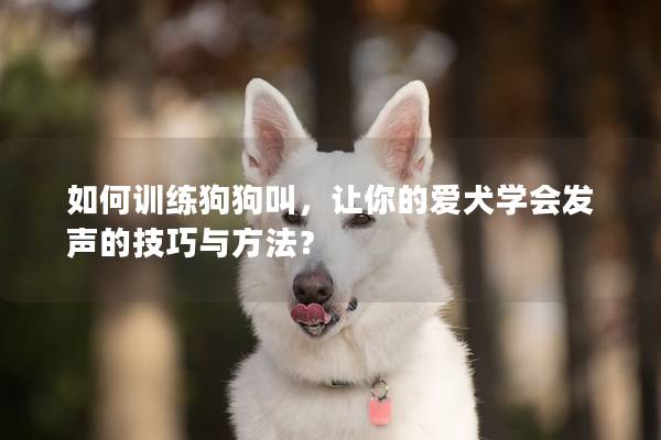 如何训练狗狗叫，让你的爱犬学会发声的技巧与方法？