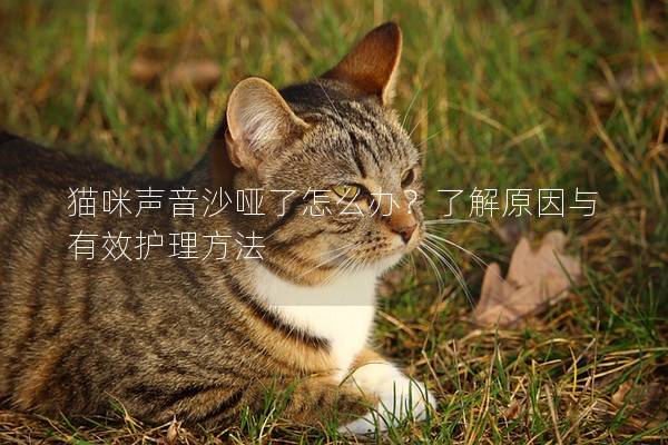 猫咪声音沙哑了怎么办？了解原因与有效护理方法