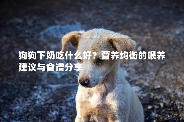 狗狗下奶吃什么好？营养均衡的喂养建议与食谱分享