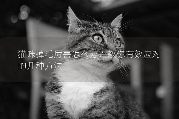 猫咪掉毛厉害怎么办？教你有效应对的几种方法