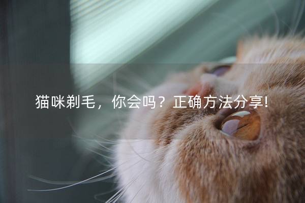 猫咪剃毛，你会吗？正确方法分享!