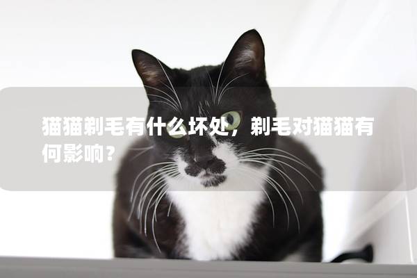 猫猫剃毛有什么坏处，剃毛对猫猫有何影响？