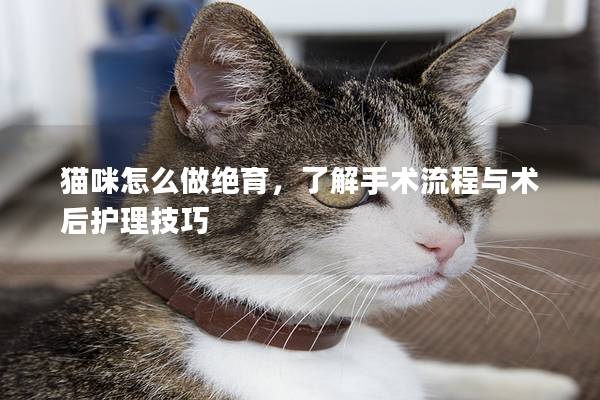 猫咪怎么做绝育，了解手术流程与术后护理技巧