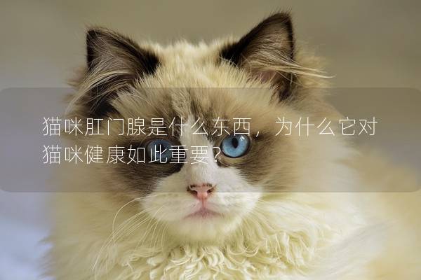 猫咪肛门腺是什么东西，为什么它对猫咪健康如此重要？