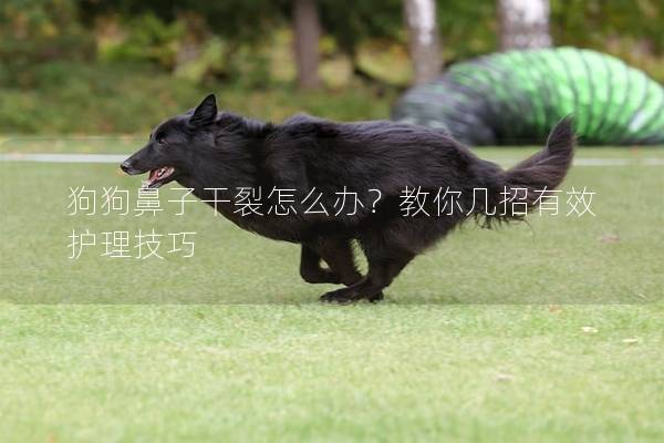 狗狗鼻子干裂怎么办？教你几招有效护理技巧