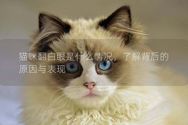 猫咪翻白眼是什么情况，了解背后的原因与表现