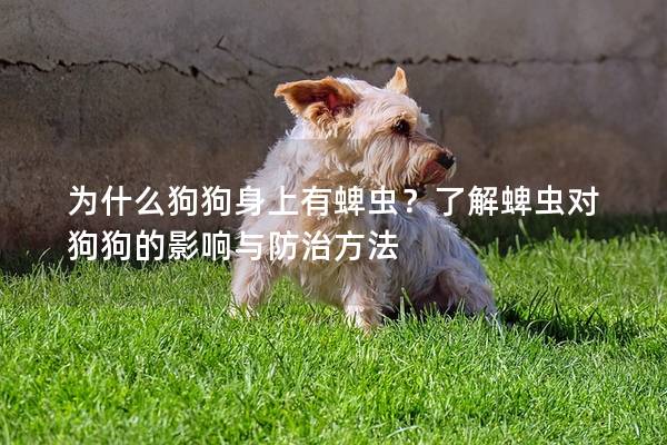 为什么狗狗身上有蜱虫？了解蜱虫对狗狗的影响与防治方法