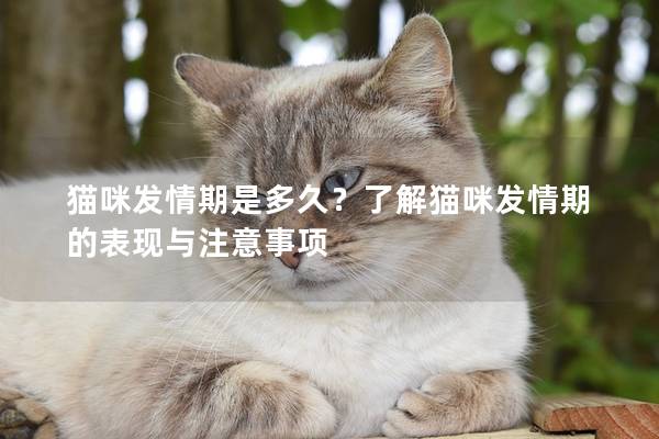 猫咪发情期是多久？了解猫咪发情期的表现与注意事项