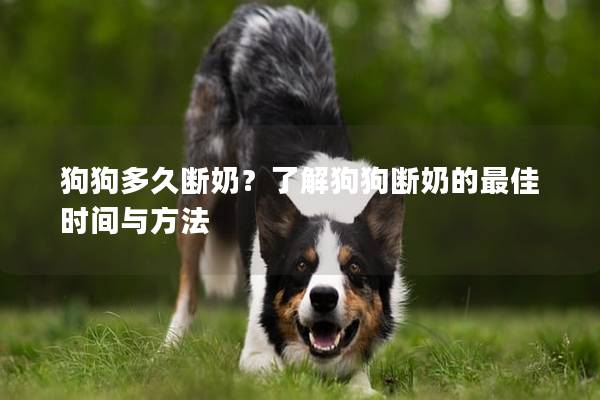 狗狗多久断奶？了解狗狗断奶的最佳时间与方法