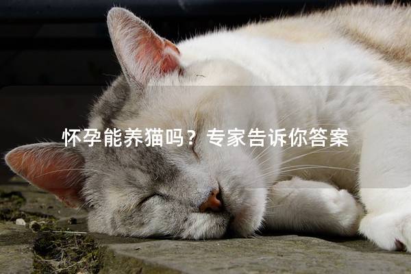 怀孕能养猫吗？专家告诉你答案