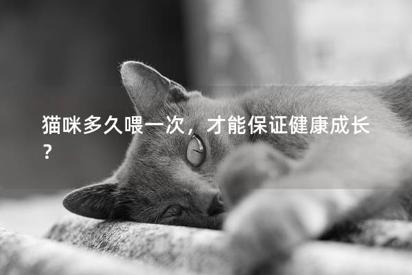 猫咪多久喂一次，才能保证健康成长？