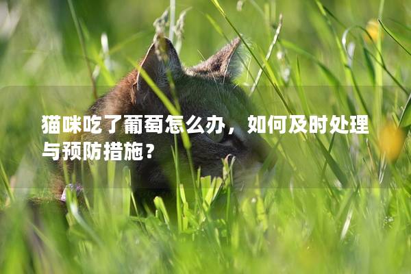 猫咪吃了葡萄怎么办，如何及时处理与预防措施？