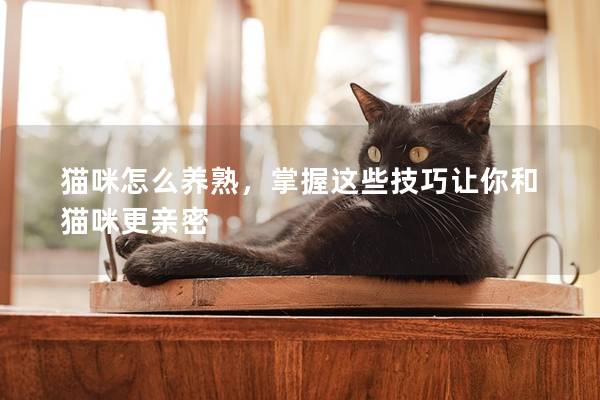 猫咪怎么养熟，掌握这些技巧让你和猫咪更亲密