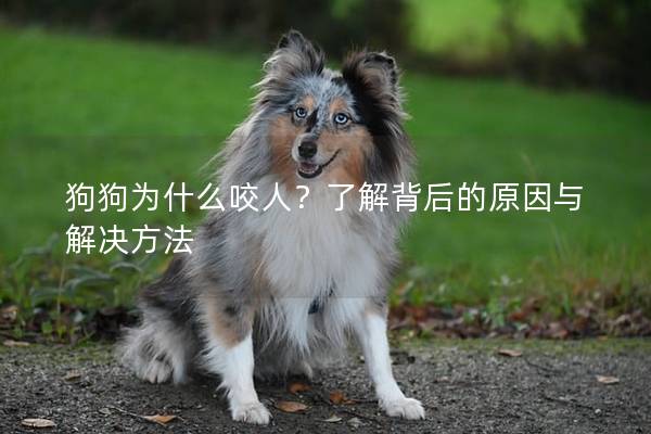 狗狗为什么咬人？了解背后的原因与解决方法