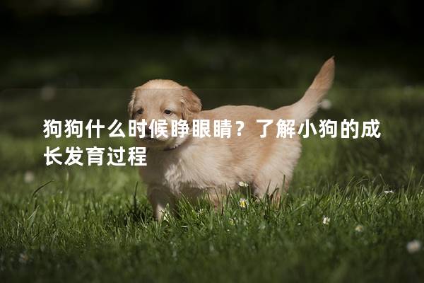 狗狗什么时候睁眼睛？了解小狗的成长发育过程