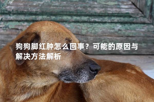 狗狗脚红肿怎么回事？可能的原因与解决方法解析