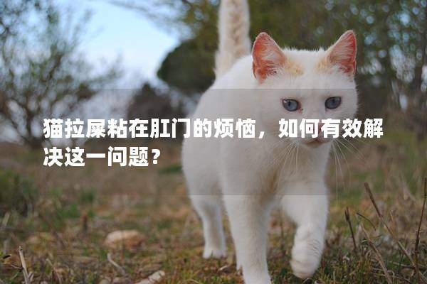 猫拉屎粘在肛门的烦恼，如何有效解决这一问题？